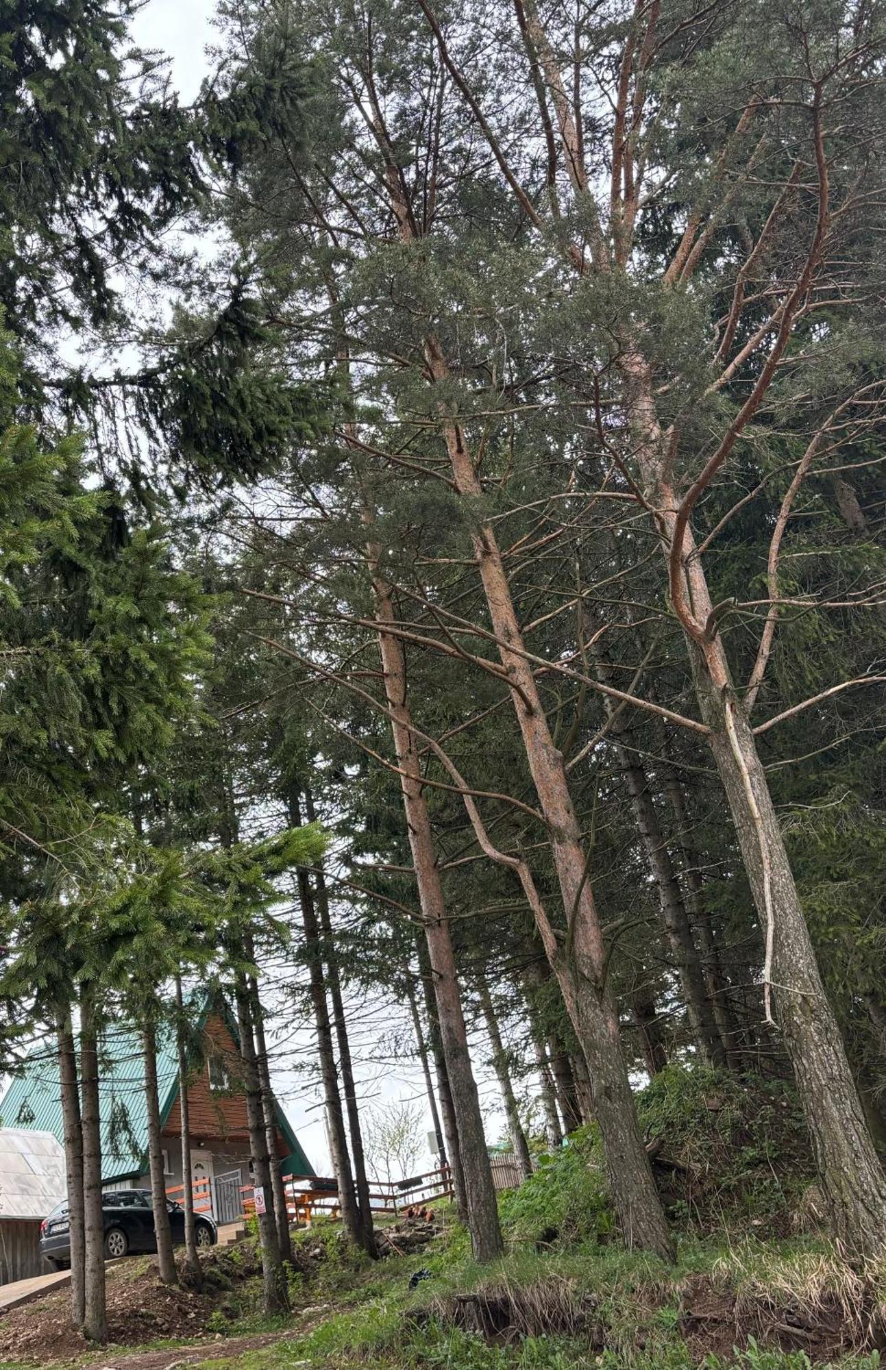 Holiday Home ,,Lazar" Žabljak Buitenkant foto